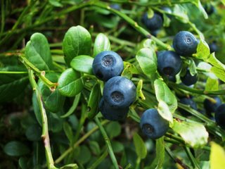 Blåbär