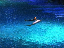 Delfinshow Delfinerna på Kolmården