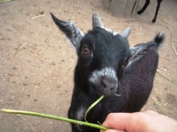 Killing Söt killing käkar bark