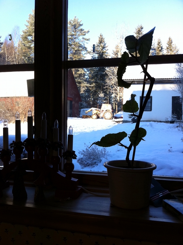 Utsikt från hemmakontoret