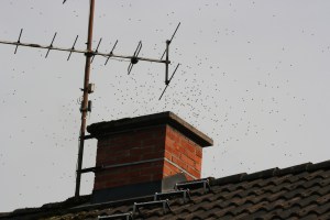 Getingar i skorstenen